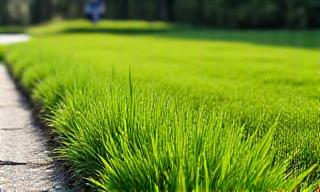 Perfectly mowed green lawn with crisp edges